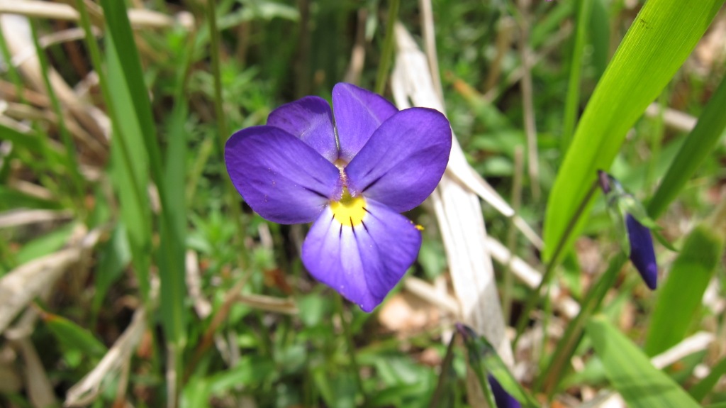 Viola cassinensis (=Viola pseudogracilis) / Viola di Montecassino